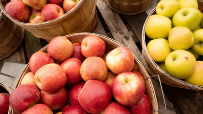 apples-fresh-picked-in-a-bushel-basket-fresh-food-produce
